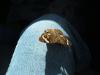 <img100*0:stuff/z/73640/butterflies.1/i1262493482_2.jpg>