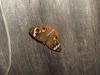 <img100*0:stuff/z/73640/butterflies.1/i1262493482_3.jpg>