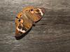 <img100*0:stuff/z/73640/butterflies.1/i1262493482_4.jpg>