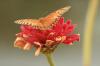 <img100*0:stuff/z/73640/butterflies.1/i1262493482_5.jpg>