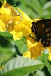 <img100*0:stuff/z/73640/butterflies.1/i1262493482_6.jpg>