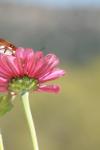 <img100*0:stuff/z/73640/butterflies.1/i1262493482_7.jpg>