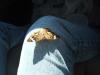 <img100*0:stuff/z/73640/butterflies.1/i1262493482_8.jpg>