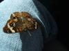 <img100*0:stuff/z/73640/butterflies.1/i1262493482_9.jpg>
