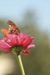 <img100*0:stuff/z/73640/butterflies.1/i1262493483_13.jpg>