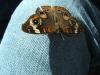 <img100*0:stuff/z/73640/butterflies.1/i1262493483_14.jpg>