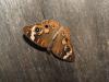<img100*0:stuff/z/73640/butterflies.1/i1262493483_15.jpg>
