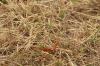 <img100*0:stuff/z/73640/butterflies.1/i1262493483_16.jpg>