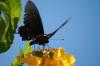 <img100*0:stuff/z/73640/butterflies.1/i1262493483_17.jpg>