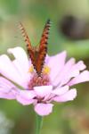 <img100*0:stuff/z/73640/butterflies.1/i1262493483_18.jpg>