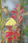 <img100*0:stuff/z/73640/butterflies.1/i1262493483_19.jpg>