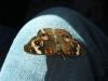 <img100*0:stuff/z/73640/butterflies.1/i1262493483_20.jpg>