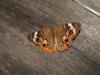 <img100*0:stuff/z/73640/butterflies.1/i1262493483_21.jpg>