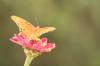 <img100*0:stuff/z/73640/butterflies.1/i1262493483_22.jpg>