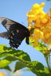 <img100*0:stuff/z/73640/butterflies.1/i1262493484_23.jpg>