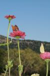 <img100*0:stuff/z/73640/butterflies.1/i1262493484_24.jpg>