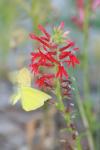 <img100*0:stuff/z/73640/butterflies.1/i1262493484_25.jpg>
