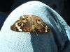 <img100*0:stuff/z/73640/butterflies.1/i1262493484_26.jpg>
