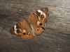 <img100*0:stuff/z/73640/butterflies.1/i1262493484_27.jpg>