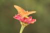 <img100*0:stuff/z/73640/butterflies.1/i1262493484_28.jpg>