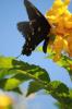 Butterflies.1