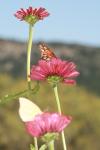 <img100*0:stuff/z/73640/butterflies.1/i1262493484_30.jpg>