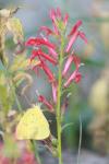 <img100*0:stuff/z/73640/butterflies.1/i1262493484_31.jpg>