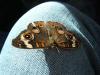 <img100*0:stuff/z/73640/butterflies.1/i1262493484_32.jpg>