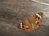 <img100*0:stuff/z/73640/butterflies.1/i1262493484_33.jpg>