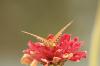 <img100*0:stuff/z/73640/butterflies.1/i1262493485_34.jpg>
