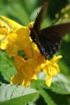 <img100*0:stuff/z/73640/butterflies.1/i1262493485_35.jpg>