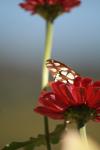 <img100*0:stuff/z/73640/butterflies.1/i1262493485_36.jpg>