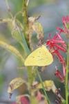<img100*0:stuff/z/73640/butterflies.1/i1262493485_37.jpg>