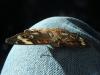 <img100*0:stuff/z/73640/butterflies.1/i1262493485_38.jpg>