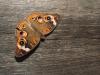 <img100*0:stuff/z/73640/butterflies.1/i1262493485_39.jpg>