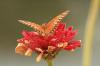 <img100*0:stuff/z/73640/butterflies.1/i1262493485_40.jpg>