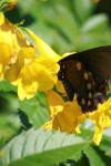 <img100*0:stuff/z/73640/butterflies.1/i1262493485_41.jpg>