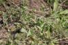 <img100*0:stuff/z/73640/butterflies.2/i1275870487_10.jpg>