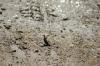 <img100*0:stuff/z/73640/butterflies.2/i1275870487_11.jpg>