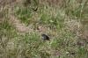 <img100*0:stuff/z/73640/butterflies.2/i1275870487_12.jpg>