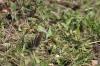 <img100*0:stuff/z/73640/butterflies.2/i1275870487_13.jpg>