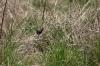 <img100*0:stuff/z/73640/butterflies.2/i1275870487_14.jpg>