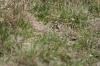 <img100*0:stuff/z/73640/butterflies.2/i1275870487_15.jpg>