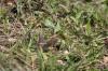 <img100*0:stuff/z/73640/butterflies.2/i1275870487_16.jpg>