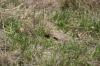 <img100*0:stuff/z/73640/butterflies.2/i1275870487_17.jpg>