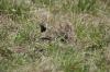<img100*0:stuff/z/73640/butterflies.2/i1275870487_18.jpg>