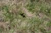 <img100*0:stuff/z/73640/butterflies.2/i1275870487_3.jpg>