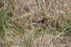 <img100*0:stuff/z/73640/butterflies.2/i1275870487_4.jpg>