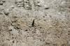 <img100*0:stuff/z/73640/butterflies.2/i1275870487_5.jpg>