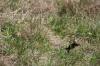 <img100*0:stuff/z/73640/butterflies.2/i1275870487_6.jpg>